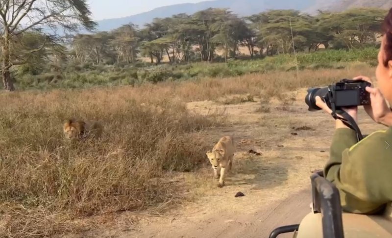 Tanzanija, lavovi, safari